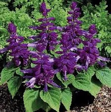 Sage seeds Shiny Luna 0.5g more than 150 seeds