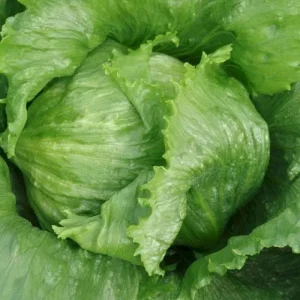Seeds Lettuce Quirine 1.2g more than 900 non-GMO seeds