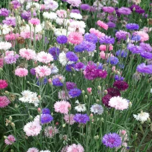 Cornflower seeds 1g more than 200 seeds